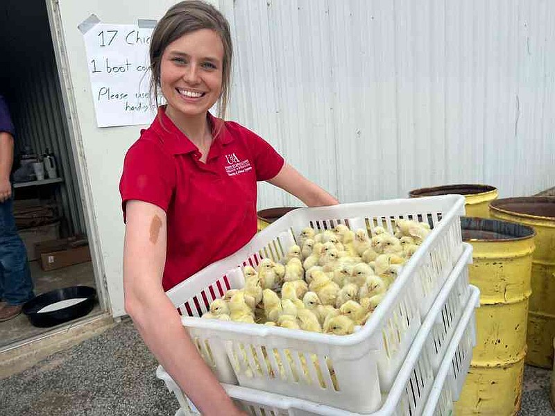 Saline County 4-H Agent Katie West loads baby chicks into her car to take back to Saline County 4-H members who are participating in the Arkansas 4-H Poultry Chain Project. Some 36,000 chicks were distributed to about 2,000 4-H and Future Farmers of America members April 24, 2025, as part of the Arkansas 4-H Poultry Chain project. (Special to The Commercial/University of Arkansas System Division of Agriculture)