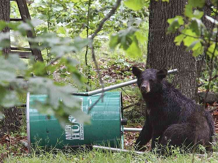 Wildlife feeders are often the culprit when a bear settles in and calls a place home where it's not wanted. (Special to The Commercial/Arkansas Game and Fish Commission)