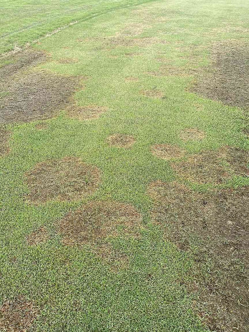 Large patch, a fungal disease, can leave surfaces from homeowners' lawns to sports fields and golf courses devastated by areas of dying grass. (Special to The Commercial/Wendell Hutchens/University of Arkansas)