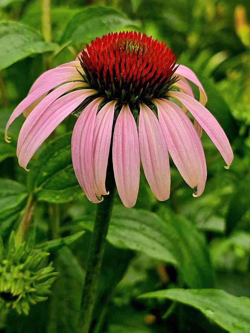 Echinacea blooms | The McDonald County Press