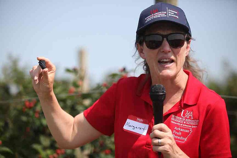 Margaret Worthington, lead blackberry breeder for the University of Arkansas System Division of Agriculture, describes new varieties of blackberry in development during the 2025 Blackberry Field Day in Clarksville on June 10. (Special to The Commercial/Ryan McGeeney/University of Arkansas System Division of Agriculture)