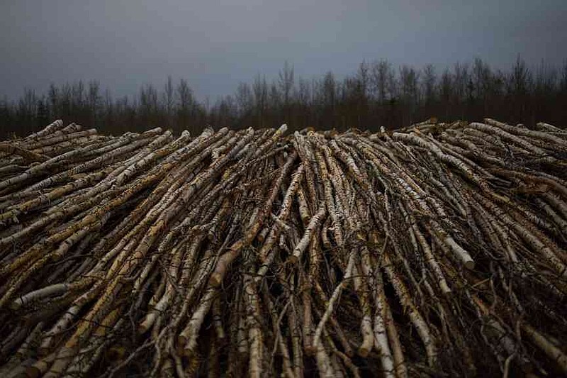 Stacks of logs sit to dry, to be used for the biomass heating system for Galena Interior Learning Academy, on Sunday, May 18, 2025, in Galena, Alaska. (AP Photo/John Locher)