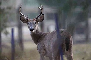Urban Archery Deer Hunts begin Sept. 1 | Hot Springs Sentinel Record