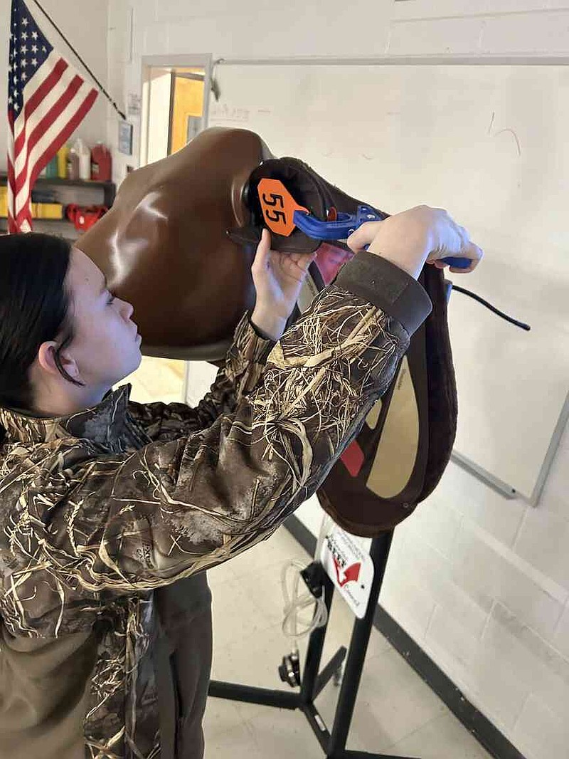 A student learns how to properly place an ear tag on the BQA simulator at a Beef Quality Assurance program training session. (Special to The Commercial/Amy Heck/University of Arkansas System Division of Agriculture)