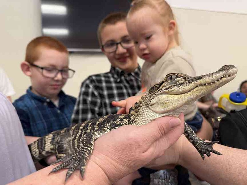 PHOTOS: Alligator visits Lincoln library | Northwest Arkansas