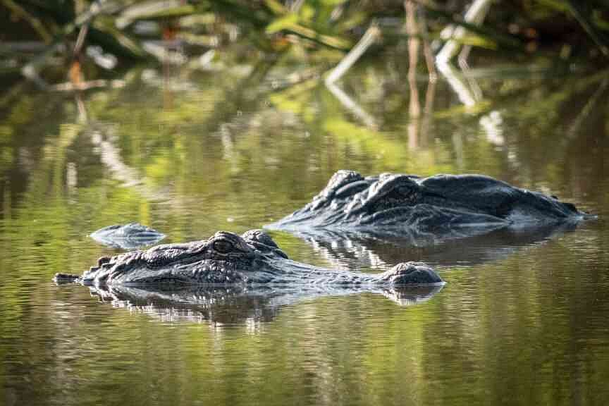 Alligator season returns: Garland County lakes part of limited hunting zone