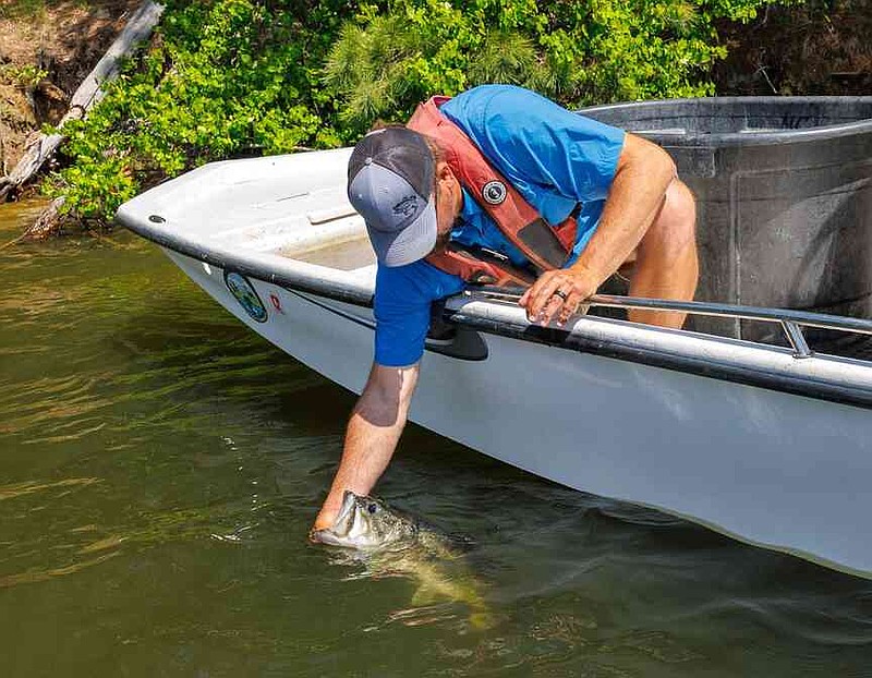 Kellen Davis released his 12.59-pound largemouth bass back into Lake Hamilton after it successfully spawned at an Arkansas Game and Fish Commission hatchery earlier in 2025. (Special to The Commercial/Mike Wintroath/Arkansas Game and Fish Commission)