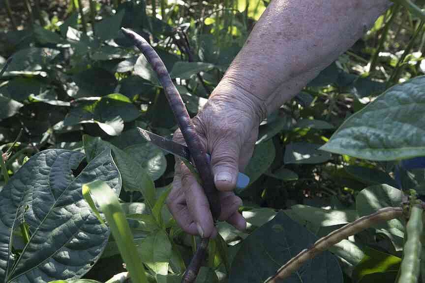 Freshly shelled peas a summer and Southern tradition
