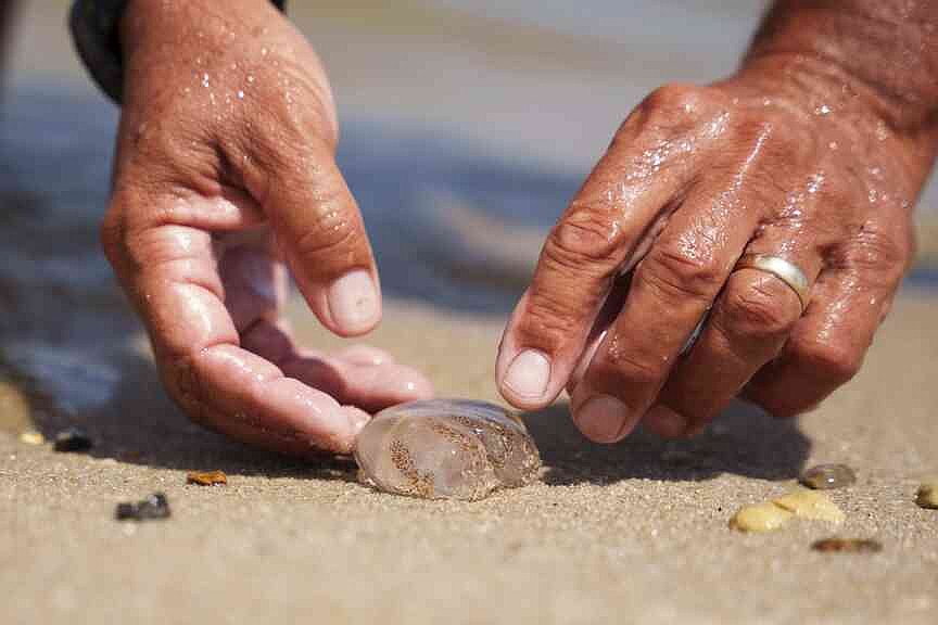Jellyfish blooms hitting beaches