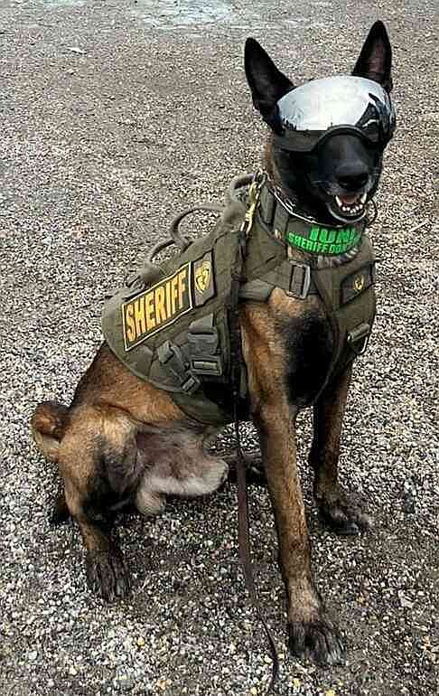 Ioni May was trained in narcotics detection, suspect apprehension, and tracking. In retirement, Ioni's last handler, former Deputy Sheriff Cory Lowery, will maintain care for Ioni in his now non-law enforcement capacity. (Special to The Commercial/Jefferson County Sheriff's Office)