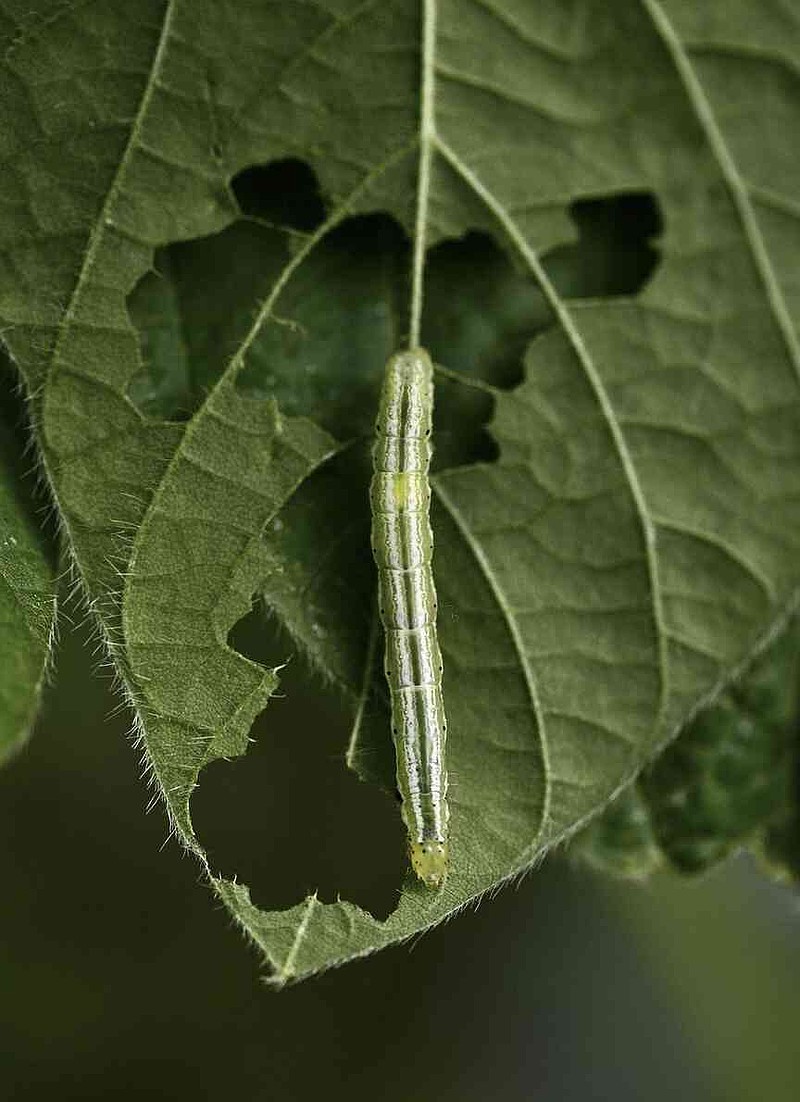 A soybean looper (Chrysodeixis includens) caterpillar is shown on the leaf of a soybean plant as part of Arkansas Agricultural Experiment Station research on the impacts of drought-stress and herbivory. Researchers with the Arkansas Agricultural Experiment Station have shown how soybean plants can pass on adaptive traits to progeny after experiencing drought and herbivory (Special to The Commercial/Manish Gautam/University of Arkansas System Division of Agriculture)