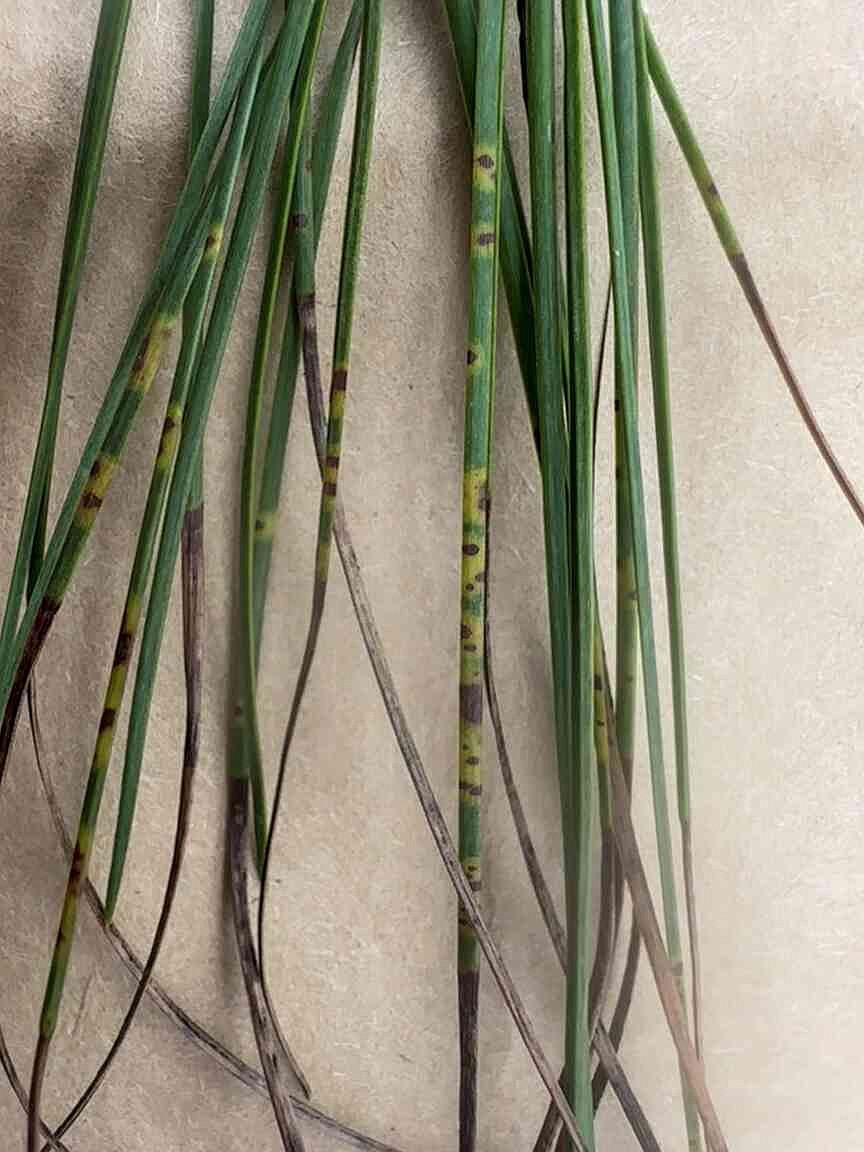 UAM researchers find blight on trees