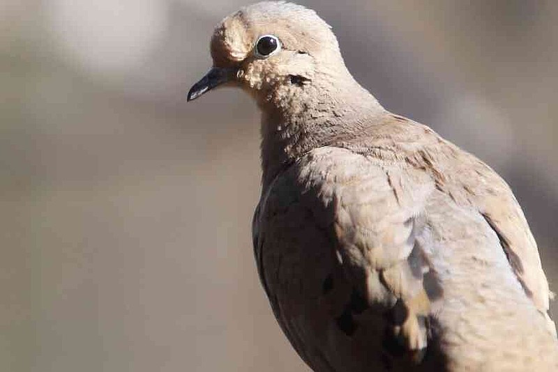 Arkansas dove hunting season is Sept. 6 through Oct. 26 and Dec. 8 through Jan. 15. Up to 15 mourning doves or white-winged doves may be harvested per person per day. (Special to The Commercial/Arkansas Game and Fish Commission)
