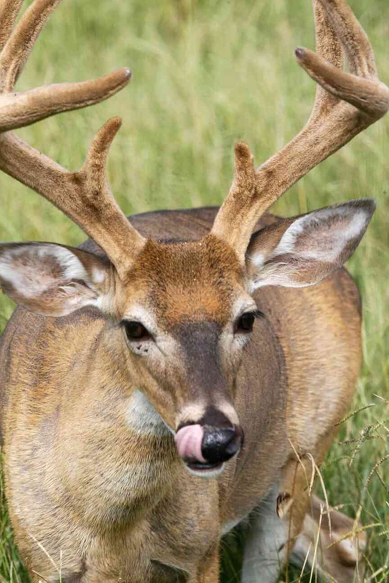 The velvety covering of a deer's antlers protects and nourishes growing antlers until early September, when the deer rubs it off to reveal the hardened bone underneath. (Special to The Commercial/Mike Wintroath/Arkansas Game and Fish Commission)