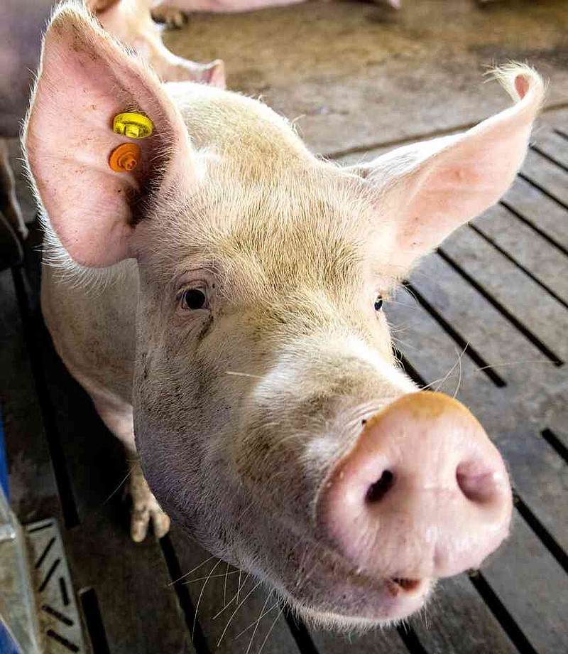 ARGIS™, a new Bacillus-strain probiotic developed as an additive in both poultry and swine feed, has been shown to improve gut health and weight-gain efficiency. (Special to The Commercial/University of Arkansas System Division of Agriculture)