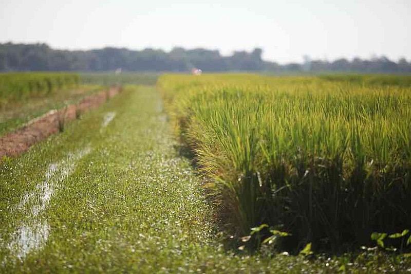 Arkansas is the No. 1 rice-producing state in the country. Growers harvested 1.43 million acres of rice in 2024, the University of Arkansas System Division of Agriculture says. This scene was taken at the 2025 Rice Research and Extension Center field day in Stuttgart on Aug. 7. (Special to The Commercial/Ryan McGeeney/University of Arkansas System Division of Agriculture)