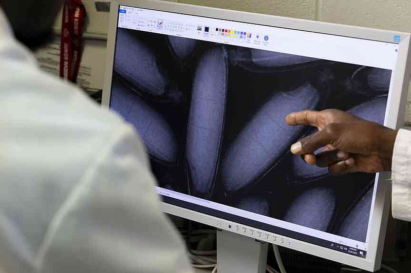 X-ray images allow a noninvasive view of rice through the outer hull to examine cracks in the rice called fissures. (Special to The Commercial/Paden Johnson/University of Arkansas System Division of Agriculture)