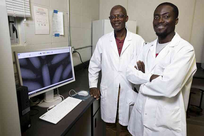 Study examines prime rice conditions