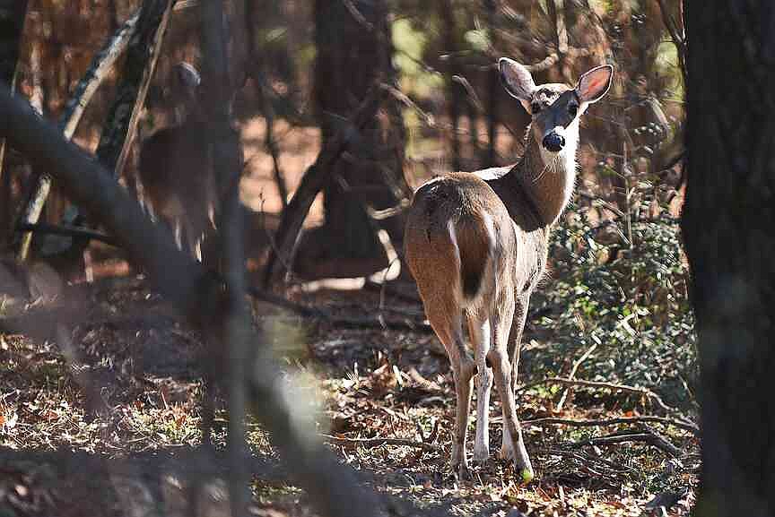 Spring Ridge Venison Show-Me hunters donate venison for those in need | Pea Ridge Times