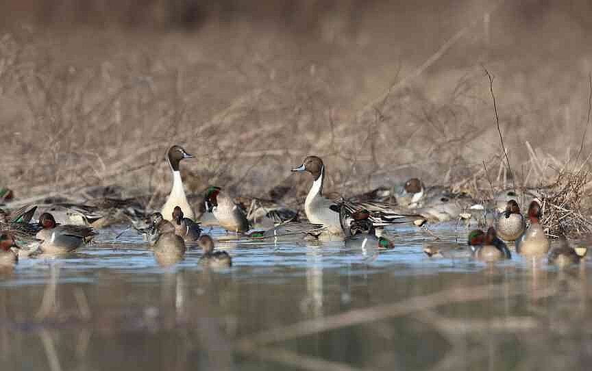 Arkansas raises daily bag limit ahead of duck hunting season