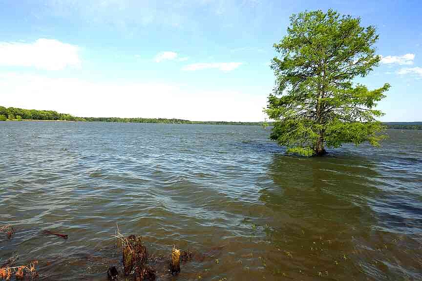 More water draws ducks at Harris Brake Wildlife Management Area in Perry County