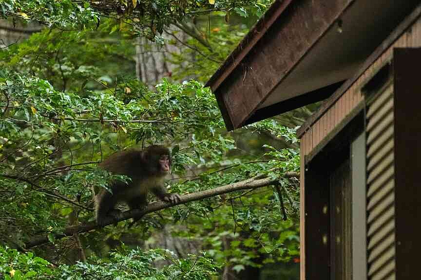 Japanese residents battle monkeys to save property