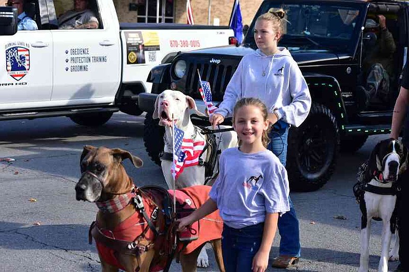 Madeline Stajkowski, 7, walks with one of the Ability Danes, mobility service dogs for those who either served in the military or as first responders, at the start of the Pine Bluff Regional Veterans Parade on Saturday, Nov. 15, 2025. (Pine Bluff Commercial/I.C. Murrell)