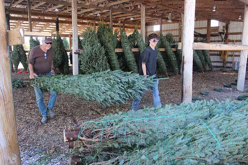 Wonderland Christmas Tree Farm opens for season | The McDonald County Press