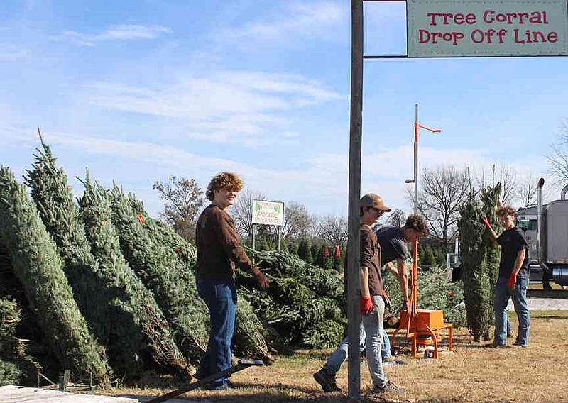 Wonderland Christmas Tree Farm opens for season | The McDonald County Press