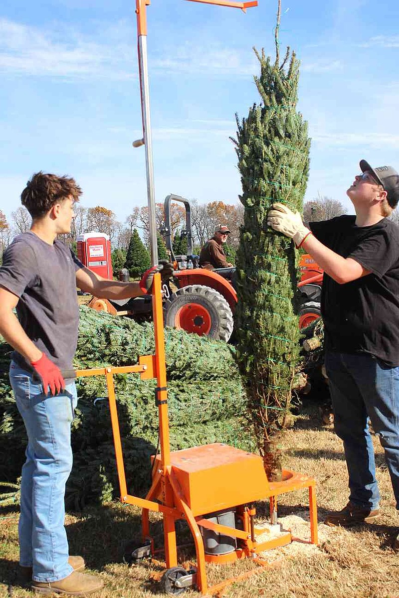 Wonderland Christmas Tree Farm opens for season | The McDonald County Press