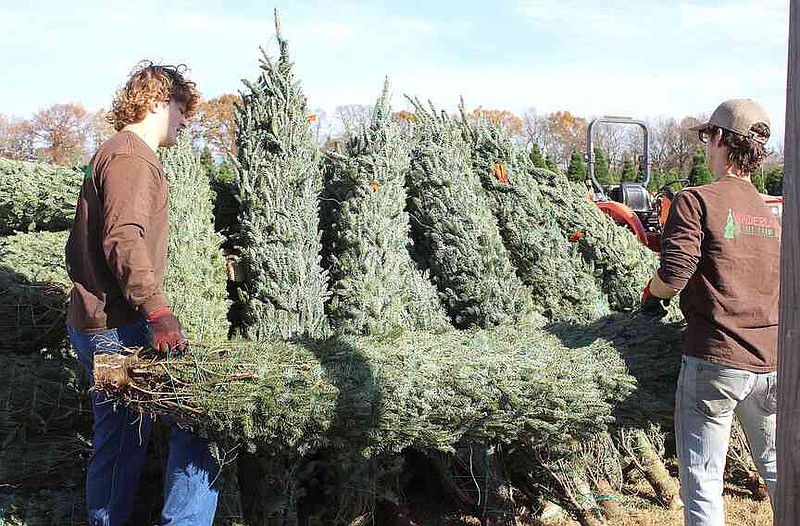 Wonderland Christmas Tree Farm opens for season | The McDonald County Press