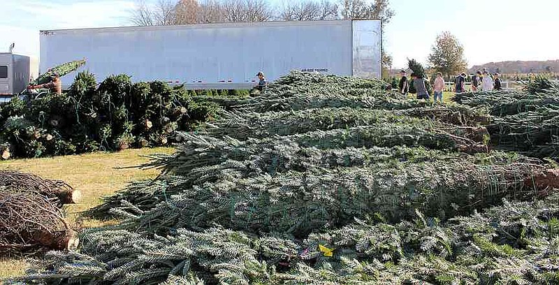 Wonderland Christmas Tree Farm opens for season | The McDonald County Press