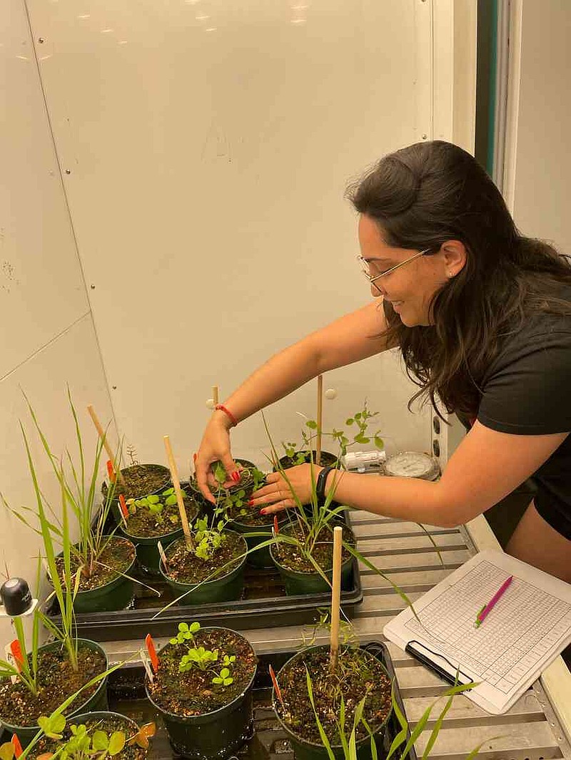 Mila Pessotto is shown working with cover crops in a growth chamber at the Crop, Soil and Environmental Sciences Department to determine cardinal temperatures of commonly grown cover crops.  (Special to The Commercial/University of Arkansas System Division of Agriculture)