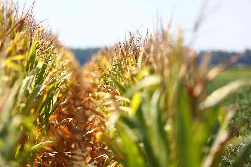 Rice, soybean yields see decline in USDA report
