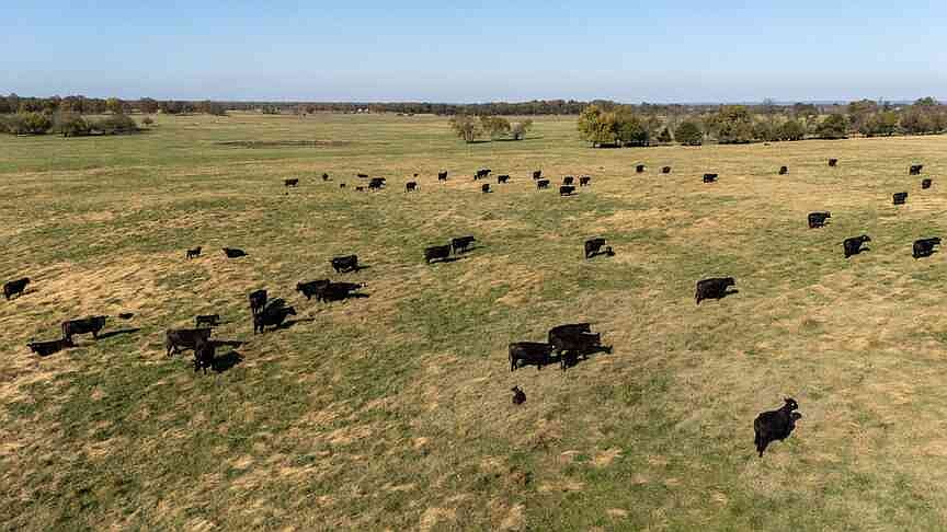 The 808 Ranch expands operations with Adams Cattle Company deal