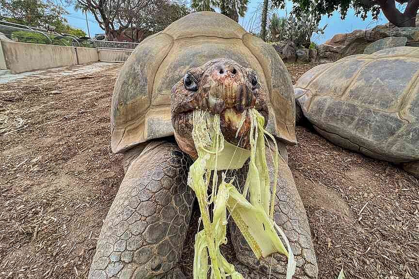 141-year-old tortoise dies at zoo