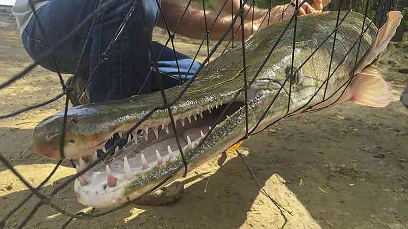 Alligator gar can grow to 7 feet long. (Courtesy photo/Arkansas Game and Fish)