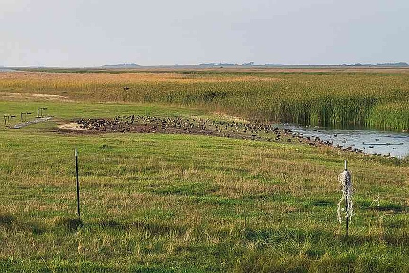 Banding crews spend time mowing and baiting the site far enough from the water's edge to keep all captured birds on the ground and out of the water during the capture process. (Special to The Commercial/Cayce Guy/Arkansas Game and Fish Commission)