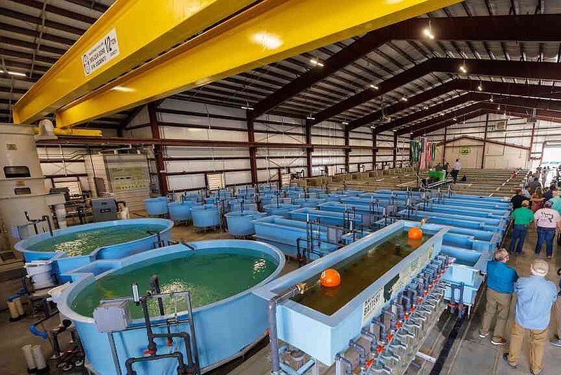 A recent renovation at the Joe Hogan State Fish Hatchery in Lonoke was the key to making the Arkansas Game and Fish Commission's new Legacy Lunker program a reality. (Special to The Commercial/Arkansas Game and Fish Commission)