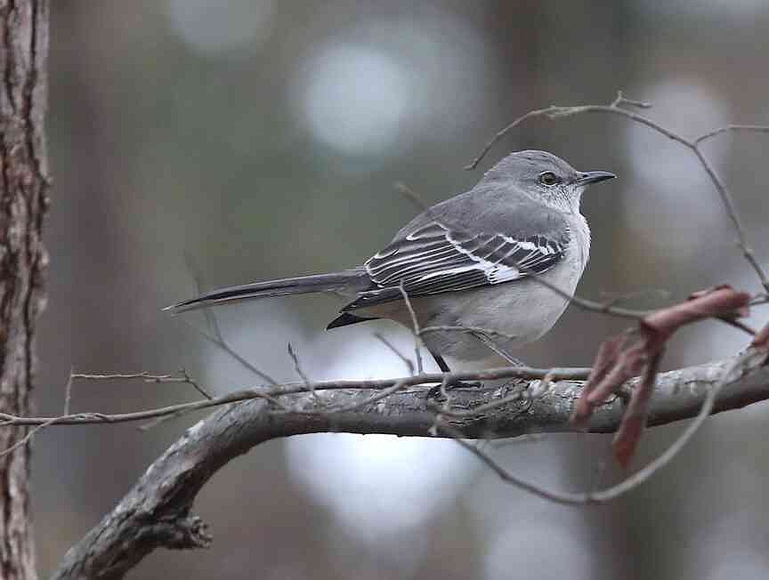 Visit Hot Springs seeks input for new Birding Festival of the South