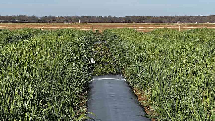 Arkansas agriculture industry endures one of its hardest years