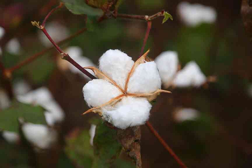 Falling cotton market strains state’s growers