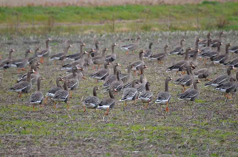 The most recent aerial survey indicates over a quarter million specklebelly geese in the Delta during the latter half of December. (Special to The Commercial/Richard Ledbetter)