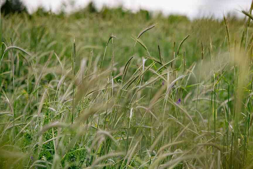 Arkansas Agricultural Experiment Station finds 5% increase in state’s cover crops