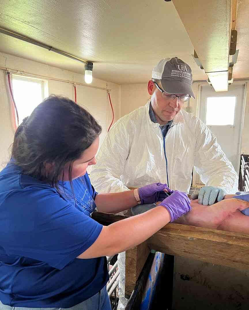 Animal medical patch in progress