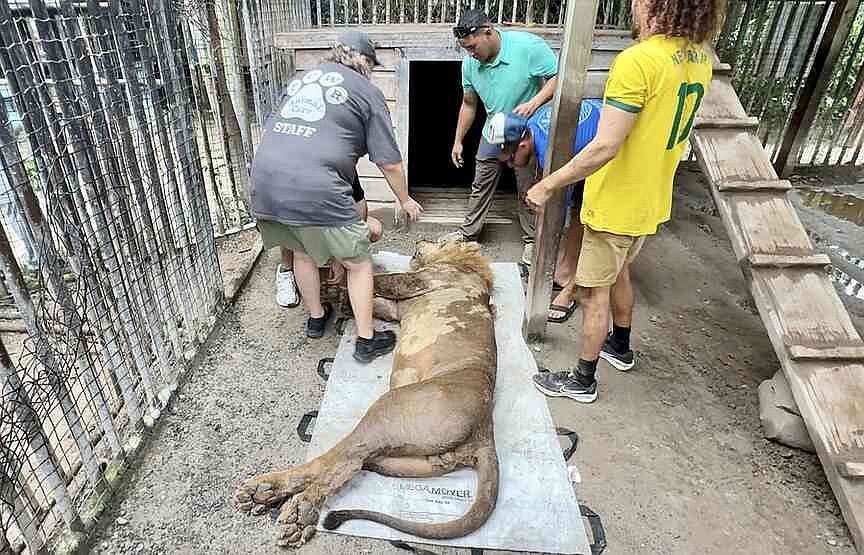 Rescued lions brought from Honduras resort to Turpentine Creek Wildlife Refuge near Eureka Springs