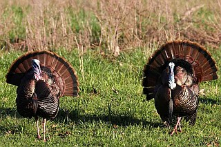 Two mature gobblers enter a field in northeastern Arkansas to compete for hens. (Special to The Commercial/Mike Wintroath/Arkansas Game and Fish Commission)