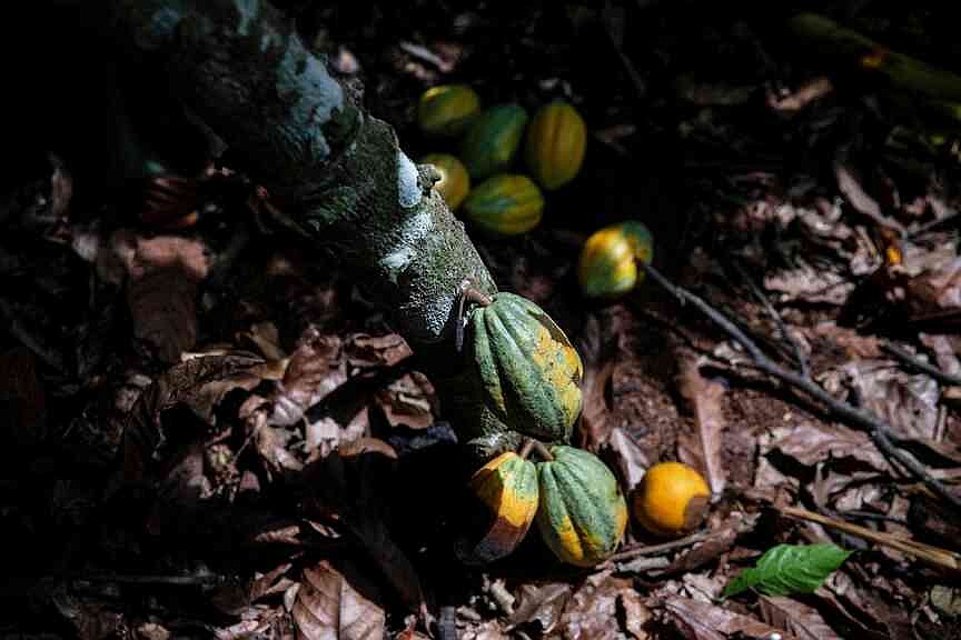 Ivory Coast to pick up stocks of unsold cocoa as prices fall