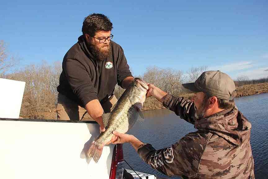 12-pound lunker first Legacy bass caught in Lake Austell near Wynne