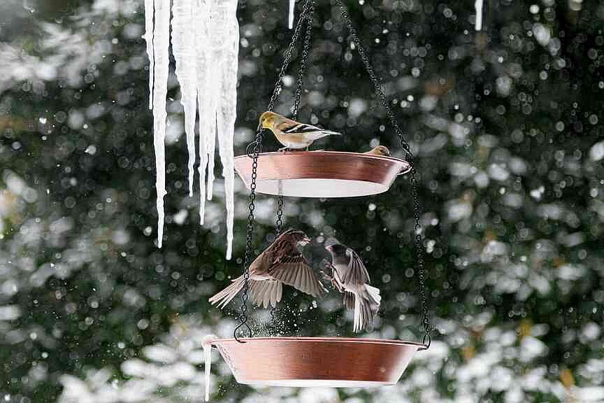 UAFS ornithologist: Cold weather ideal time for bird watching